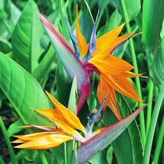 a bird of paradise flower with green leaves in the background