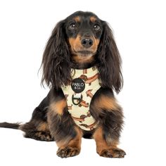 a brown and black dog wearing a bandana