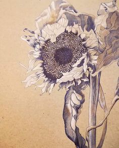 a drawing of a sunflower on a piece of brown paper with black and white ink