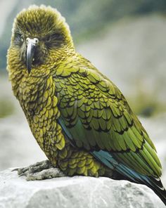 a green and blue bird sitting on top of a rock