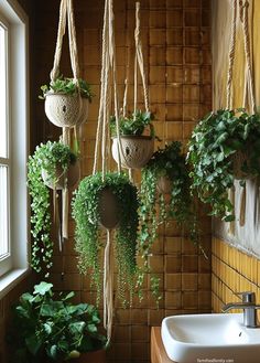 several hanging plants in baskets on the wall next to a sink and window with sunlight coming through