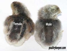 two small birds with fur on them, one is male and the other is female