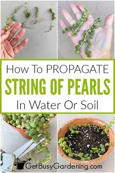 how to propagate string of pearls in water or soil for garden projects and crafts