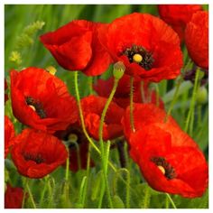 some red flowers are growing in the grass