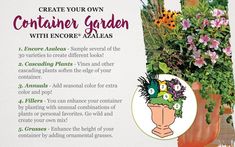 an advertisement for a container garden with flowers in the pot and instructions on how to grow it