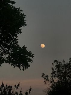 the full moon is seen through some trees