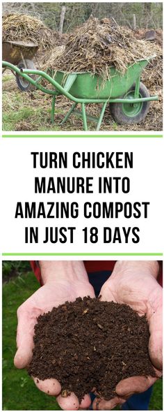 Excellent how-to for using the quick hot composting method with chicken litter Hot Composting, Coop Decor, Composting Methods, Urban Chicken Farming, Chicken Manure, Urban Chickens, Backyard Chicken Farming, Raising Backyard Chickens, Chicken Garden