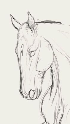 a pencil drawing of a horse's head