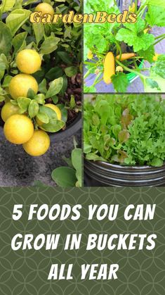 lemons and lettuce growing in buckets with text that reads 5 foods you can grow in buckets all year