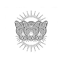 two leopards face to face with sunburst in the background, black and white