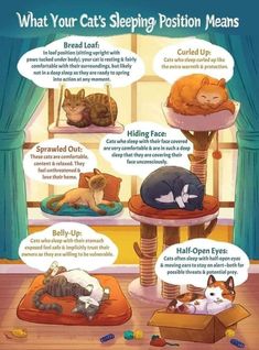 a poster with cats sleeping on pillows and other things in the room that include their names