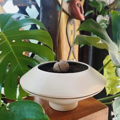 a potted plant sitting on top of a wooden block