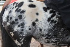 the back end of a dalmatian horse with spots on it's coat