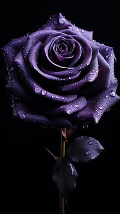 A beautiful purple rose created with AI. This wonderful piece would make a lovely addition to any home and would also make an excellent gift for a loved one. It would also make an excellent wallpaper for any smartphone. Product images are mockups displaying what the product would look like if you choose to purchase. Please note that this does not include a phone or any other item other than the piece of digital art. This piece of art is intended for personal use and not intended for commercial u Pink And Purple Wallpaper Ios 16, Ios 16 Wallpaper Heart Purple, Wallpaper Of Mobile, Black Panther Purple Wallpaper, Downloadable Live Wallpapers, Iphone 13 Pro Max Wallpaper Ios 16, Aesthetic Images Purple, Ios 16 Wallpaper Pink And Black, Ios 16 Wallpaper Black And Pink