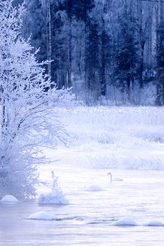 two geese are swimming in the water near some snow covered trees and bushes with no leaves on them