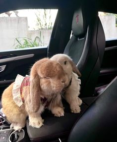 a small rabbit sitting on top of a car seat in the back of a vehicle