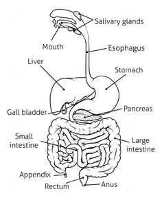 diagram of the human body organs labeled in english labeling stock photo and royalty free image at getdra com