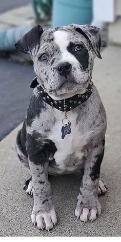 a black and white dog is sitting on the sidewalk