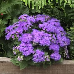 purple flowers are growing in a wooden planter