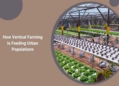 Urban populations are thriving thanks to innovative vertical farming. Learn how this technique is transforming urban food security. https://jonathandaxcooke.us/how-vertical-farming-is-feeding-urban-populations/ #VerticalFarming #UrbanFood #FutureOfFarming Vertical Farming, Food Security