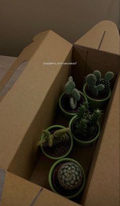 there are many small cactus plants in the cardboard box on the table and one is empty