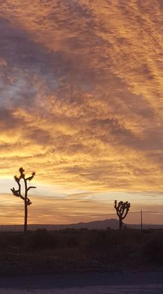 the sun is setting behind two joshua trees in the distance, and there are no leaves on them