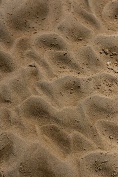 a bird is standing on the beach sand