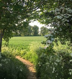 a dirt path leading through the middle of a lush green field with white flowers on it