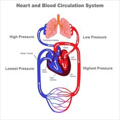 the heart and blood circulation system is shown in this diagram, with labels on it