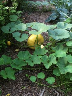 a garden filled with lots of green plants and yellow fruit on top of it's leaves