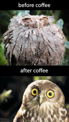 an owl with yellow eyes and the caption before coffee after coffee