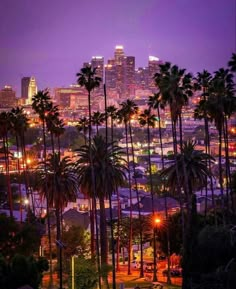 palm trees and the city lights in the background