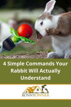 a rabbit sniffing at a carrot with the words, 4 simple commands your rabbit will actually understand