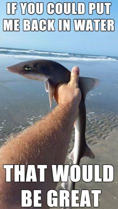 someone holding up a shark on the beach with caption that reads, if you could put me back in water that would be great