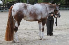 a woman standing next to a brown and white horse