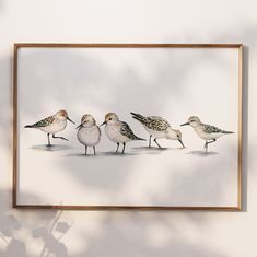 a group of birds standing next to each other in front of a white wall with a wooden frame