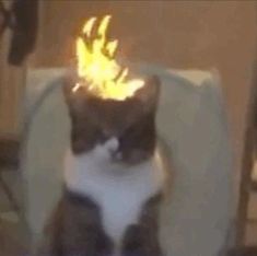 a cat sitting on top of a white chair with a lit candle in it's head