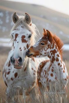 two brown and white horses standing next to each other