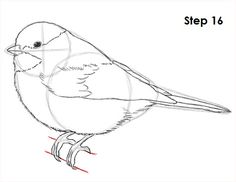 how to draw a bird step by step