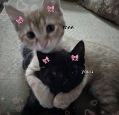 two cats laying on top of each other with pink bows around their ears and the caption mee you