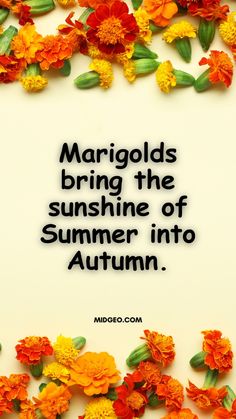 colorful flowers with the words, margolds bring the sunshine of summer into autumn