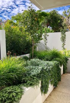 an outdoor area with plants and trees in the center, along side a white fence