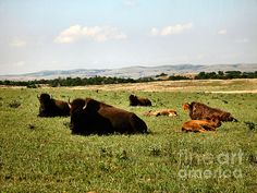 several bison laying in the grass on a sunny day