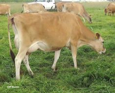 several cows are grazing in a grassy field