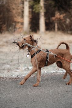 a small brown dog pulling a stick with it's mouth