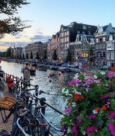 several bicycles parked along the side of a river with buildings in the background and flowers growing on the bank