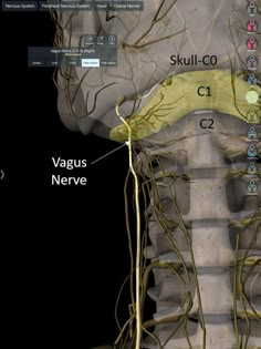 Vagus Nerve Stretch, Nerve Flossing Neck, Vagus Nerve Symptoms, Pinched Nerve In Neck Symptoms, Vagus Nerve Exercise, Vagus Nerve Healing, Nerves In Back, Vagas Nerve, Vagus Nerve Damage