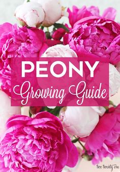 peony growing guide with pink and white flowers in the background text reads peony growing guide