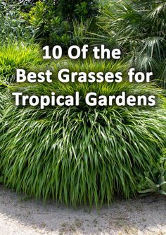 the top 10 best grasses for tropical gardens