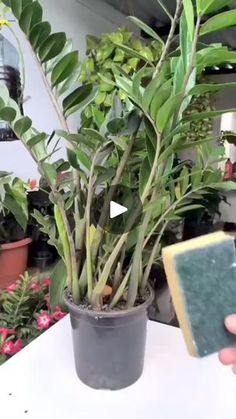 a person holding a sponge next to a potted plant